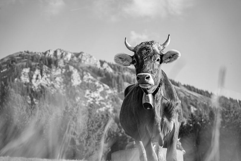 Cute Allgäu cow with a view of the Grünten (black and white) by Leo Schindzielorz