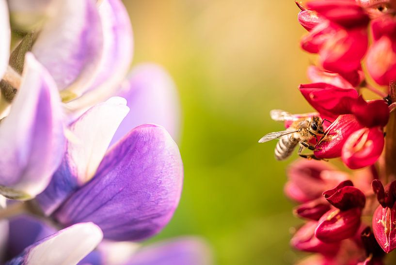 Bloemenpracht van Jeroen Mikkers