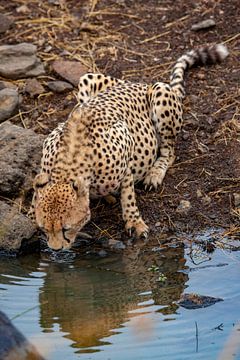 Cheetah drinken van Peter Michel