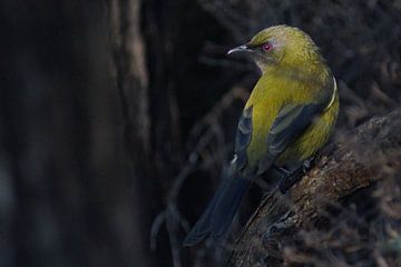 Nieuw Zeeland - Vogel van Maurice Weststrate