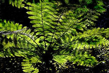 DSCHUNGEL 2 van Miroslav Ptacek