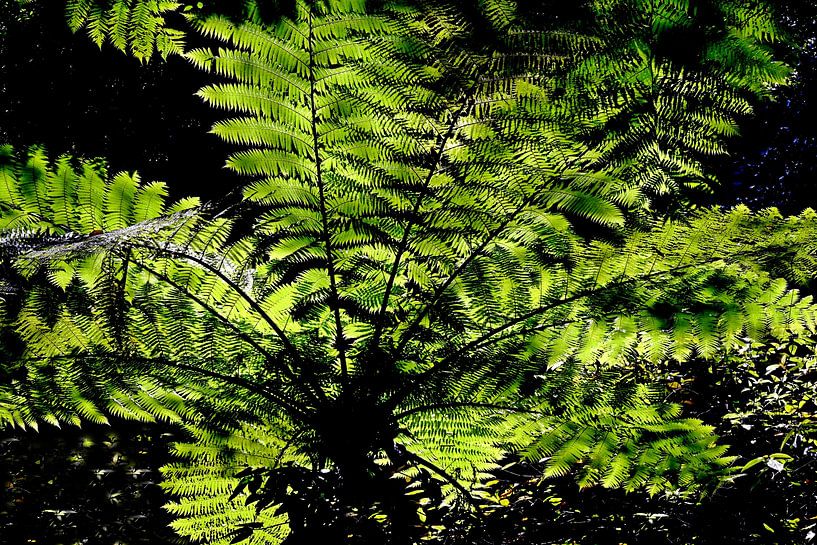 DSCHUNGEL 2 by Miroslav Ptacek