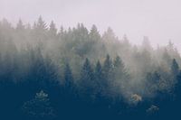 Autumn forest in the fog