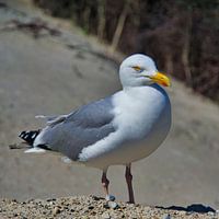 Enkelvoudige Europese zilvermeeuw op heligoland - eiland Dune - Noorderstrand - Larus argentatus