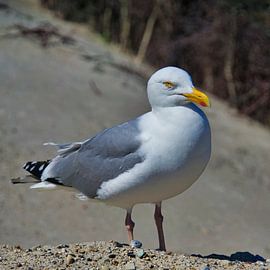 Single european herring gull on heligoland - island Dune - North beach - Larus argentatus von Frank Kebschull