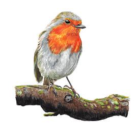 Robin on a branch by Ivonne Wierink