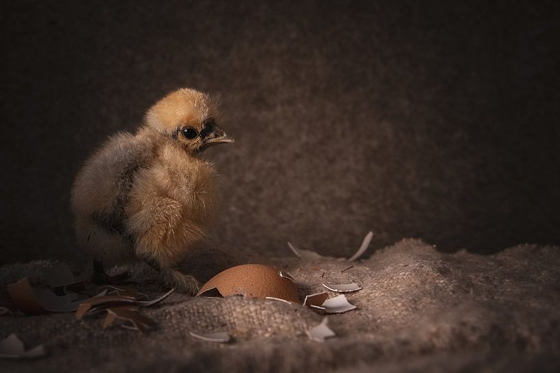 Chick out of the egg by ramona stoker