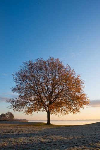 boom met zonsopgang in de winter