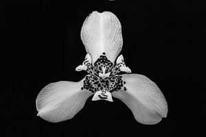 Orchideenblüte in schwarz-weiß | Naturfotografie von Denise Tiggelman