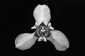 Orchideenblüte in schwarz-weiß | Naturfotografie von Denise Tiggelman
