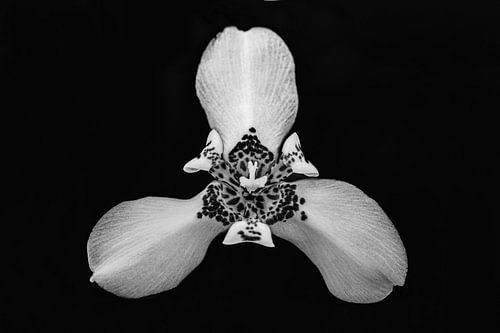 Orchidee bloem in zwart wit | Natuur fotografie