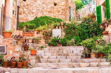 Potted plants in the old village of Banyalbufar by Alex Winter