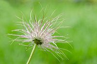 Wilde haren