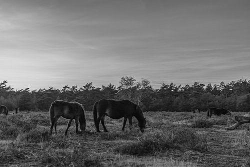 Blad Kunst Macrofotografie Zwart Wit