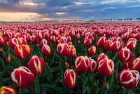 Tulpenveld bij zonsondergang