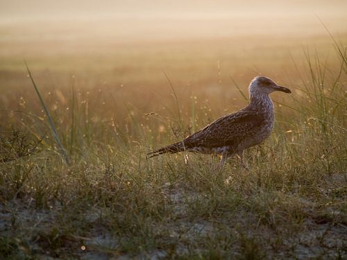 Een meeuw in de duinen