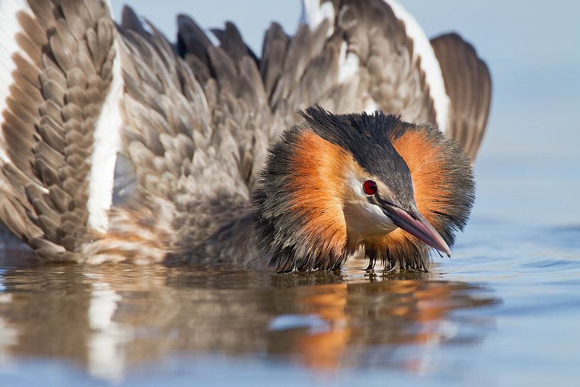 Fuut in aanvalshouding, van Menno Schaefer