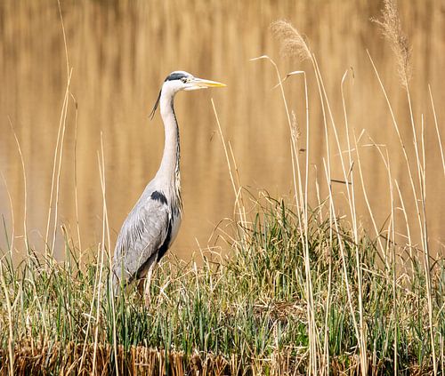 Een blauwe reiger wacht aan de oever op zijn prooi