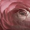 Soft old pink ranunculus opens up by Marjolijn van den Berg