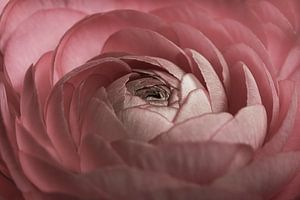 Une renoncule rose vif s'ouvre sur Marjolijn van den Berg