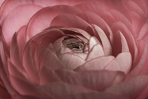 Zacht oudroze ranonkel gaat open