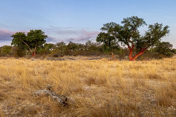 Landschaft mit Korkeichen in Alentejo, Portugal