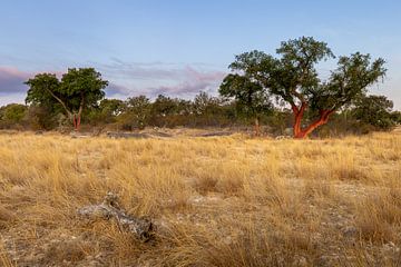 Landschap met kurkeiken in Alentejo, Portugal van OCEANVOLTA