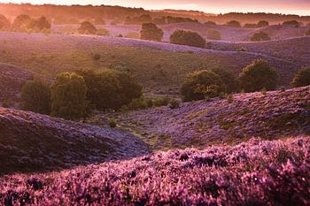 Zonsopkomst op de Posbank