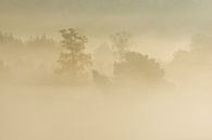 mistige ochtend op de brunssummerheide van Francois Debets thumbnail