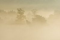 mistige ochtend op de brunssummerheide