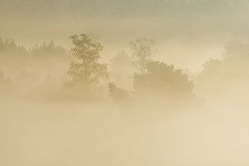 mistige ochtend op de brunssummerheide van Francois Debets