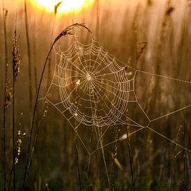 Spinnenweb in ochtendlicht van Alex Hiemstra