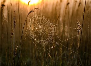 Toile d'araignée dans la lumière du matin sur Alex Hiemstra