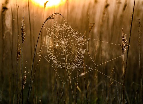 Spinnenweb in ochtendlicht