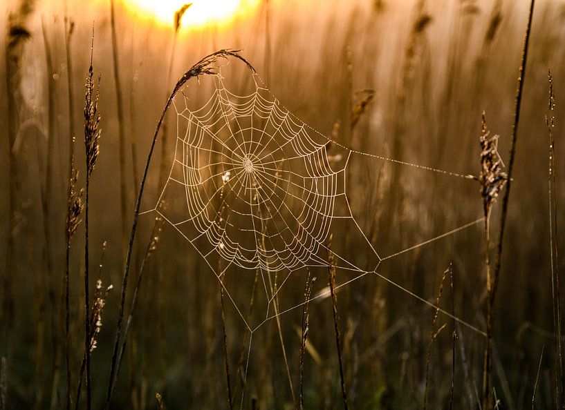Spinnenweb in ochtendlicht van Alex Hiemstra