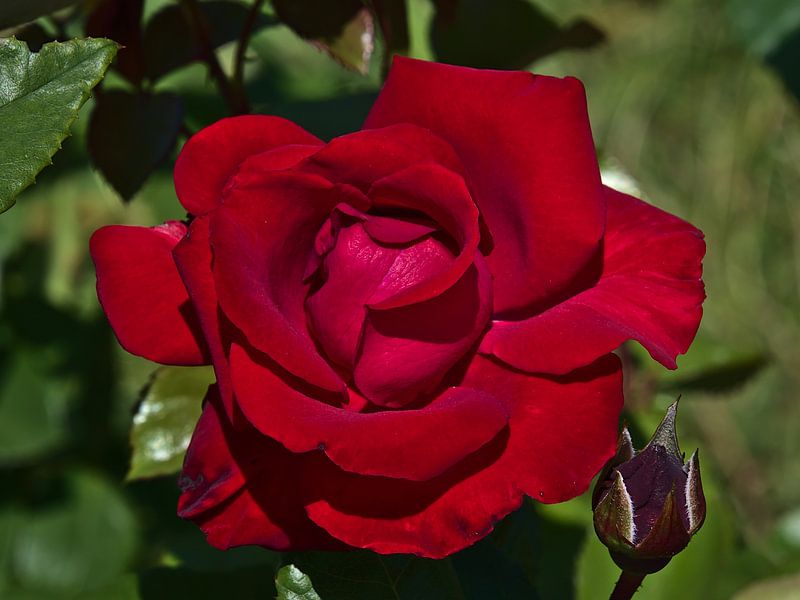 Liebe auf den ersten Blick von Timon Schneider