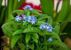 Vergeet-Me-Niet van Bo Valentino