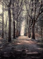 Forêt de conte de fées