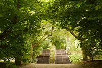 Stairs up I Botanical Garden I Jardins de Valloires I Picardy, France I Colour print