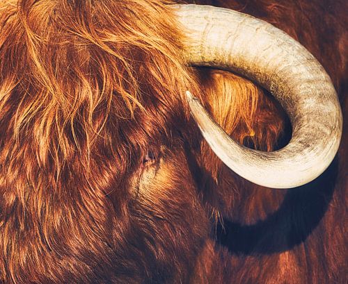 Portret Schotse Hooglander