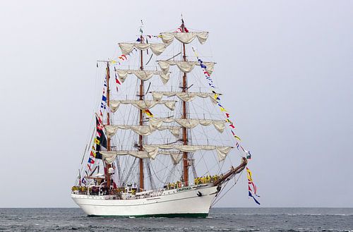Bark Cuauhtemoc