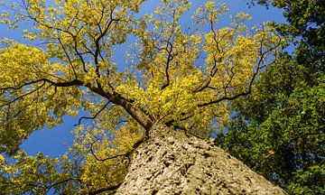 Gele Acacia boom van Eugene Winthagen