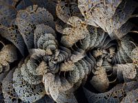 Hydrangea twist