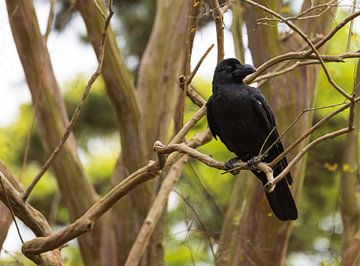 Black raven in Yoyogi Park - Tokyo (Japan) by Marcel Kerdijk