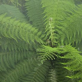 Weelderige groene varenbladeren in ochtendmist – botanische natuur fotografie Thailand van Rieneke Schokker