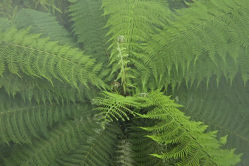 Fresh fern leaves in soft mist