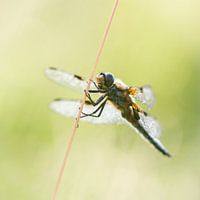 four-spot cliché