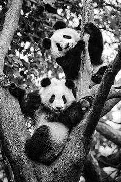 Panda World 1, Zhou Chengzhou van 1x