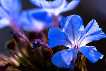 Blauwe bloem von Floris van Woudenberg