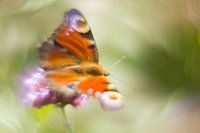 Kleurenpracht van de dagpauwoog vlinder